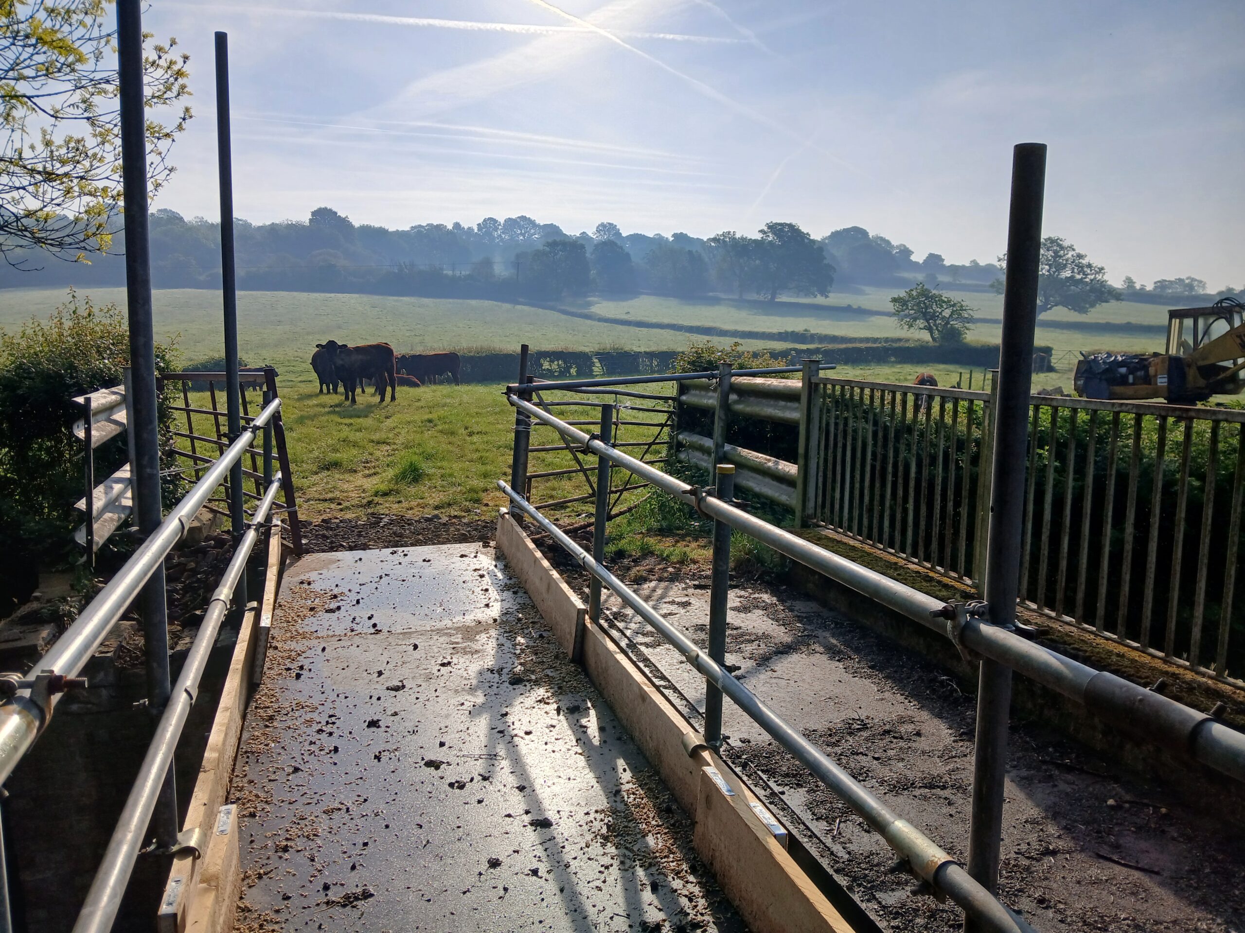 04_20260509_cows1