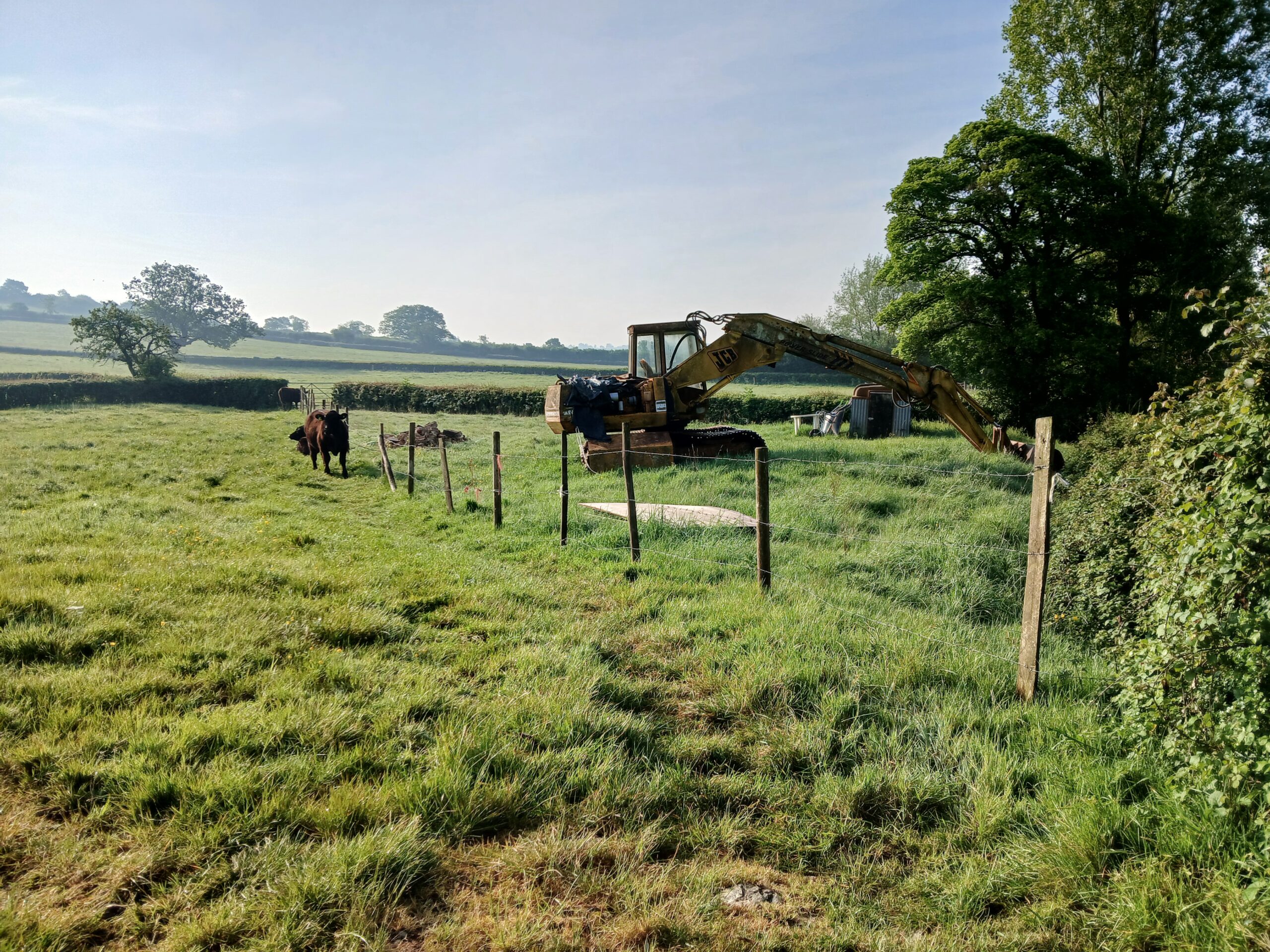 05_20260509_cows2
