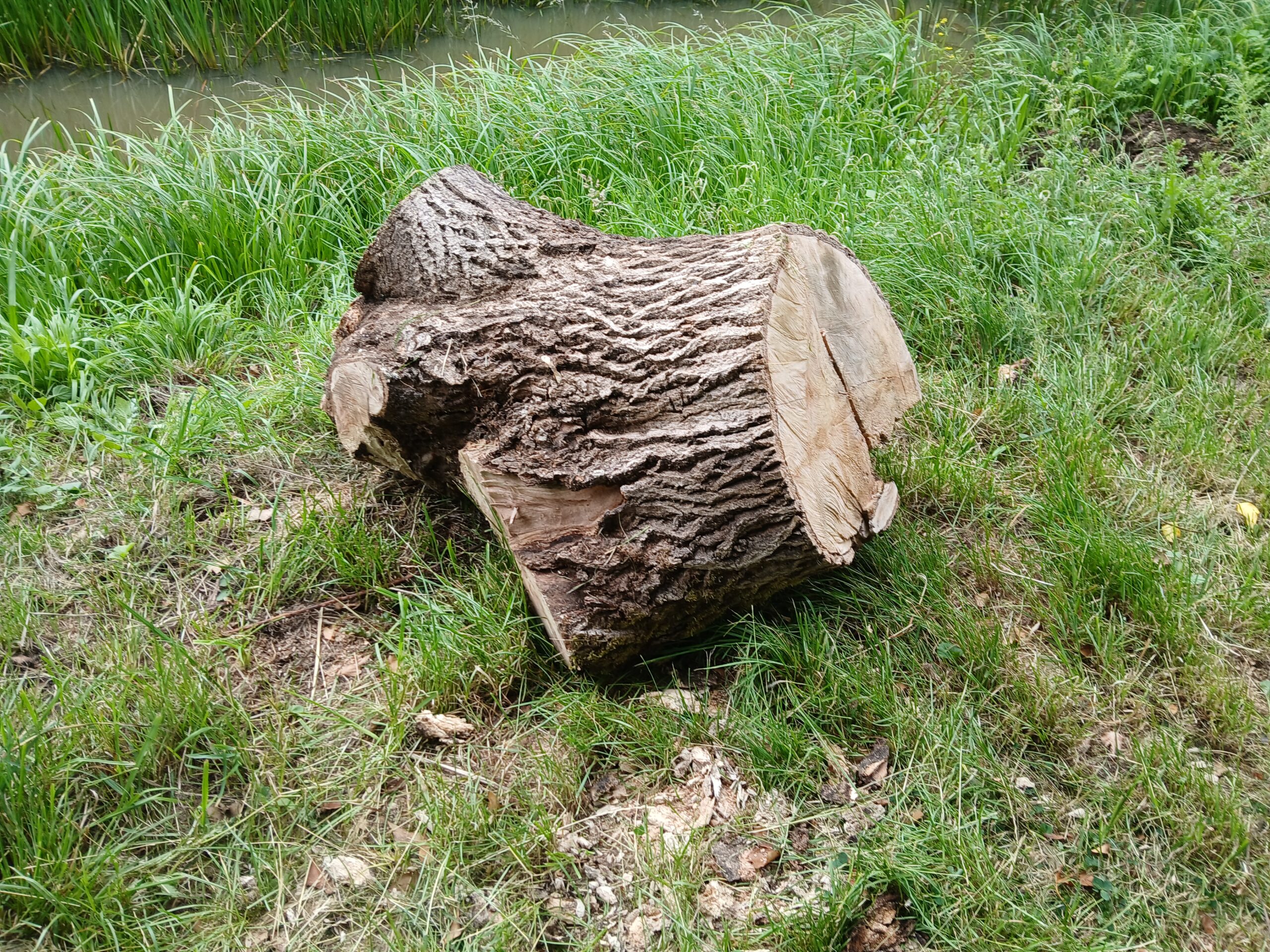 17_20260618_stump1