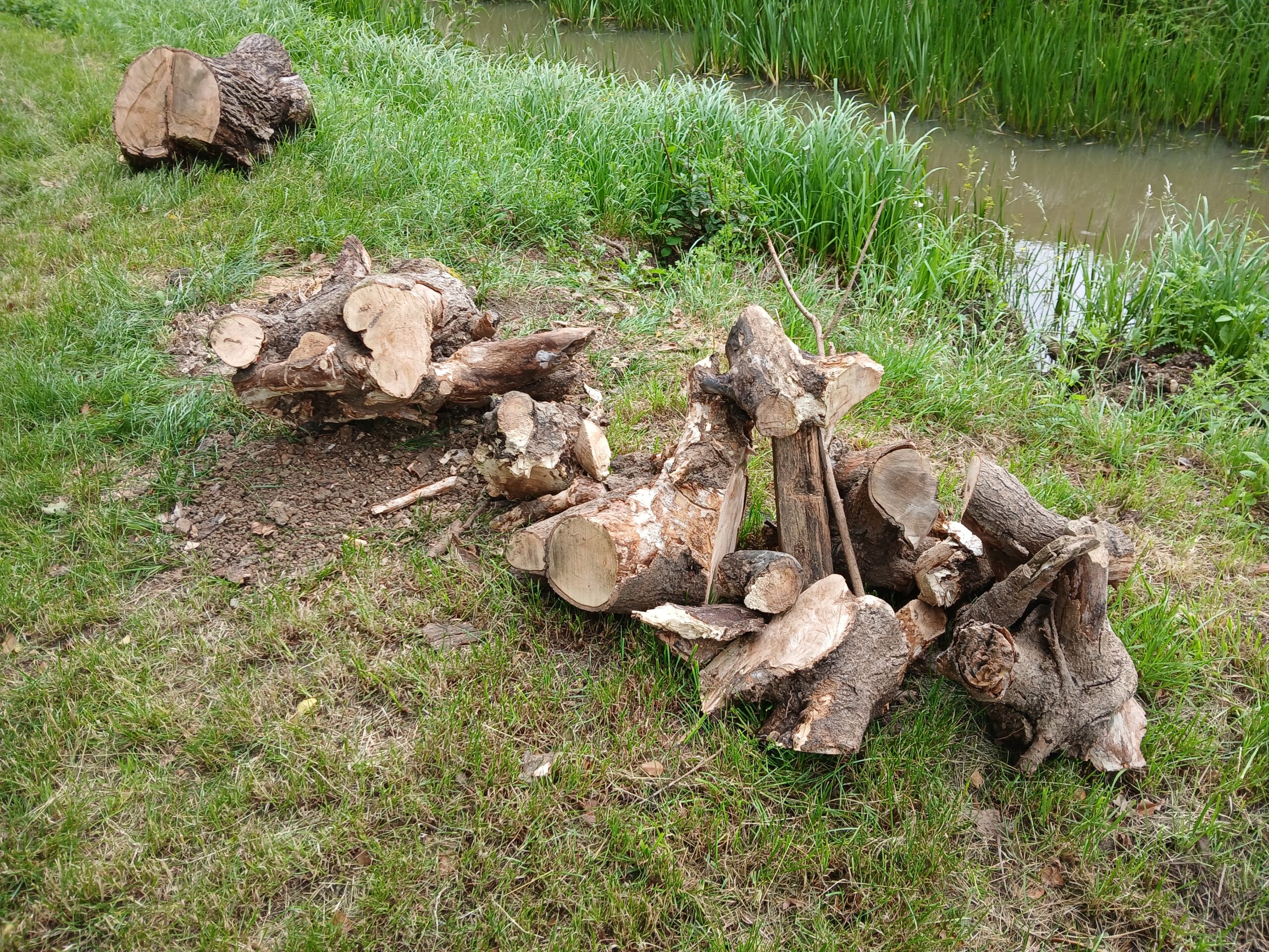 18_20260618_stump2